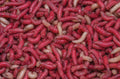 Maggots