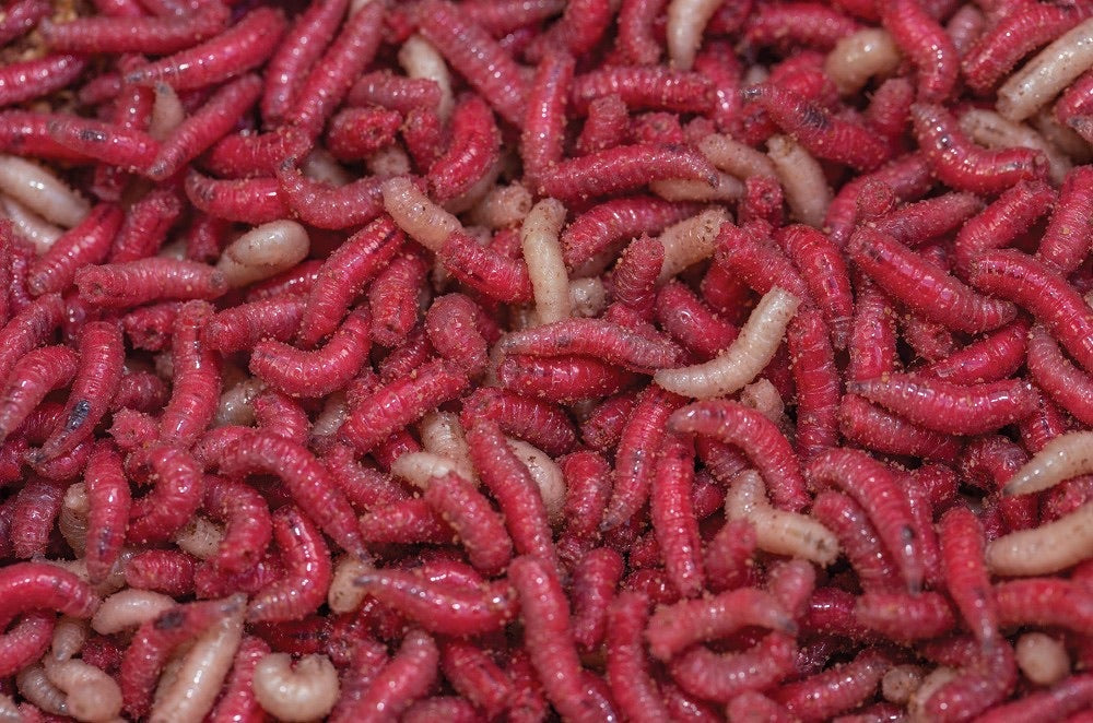 Maggots