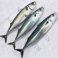Frozen Sea Baits