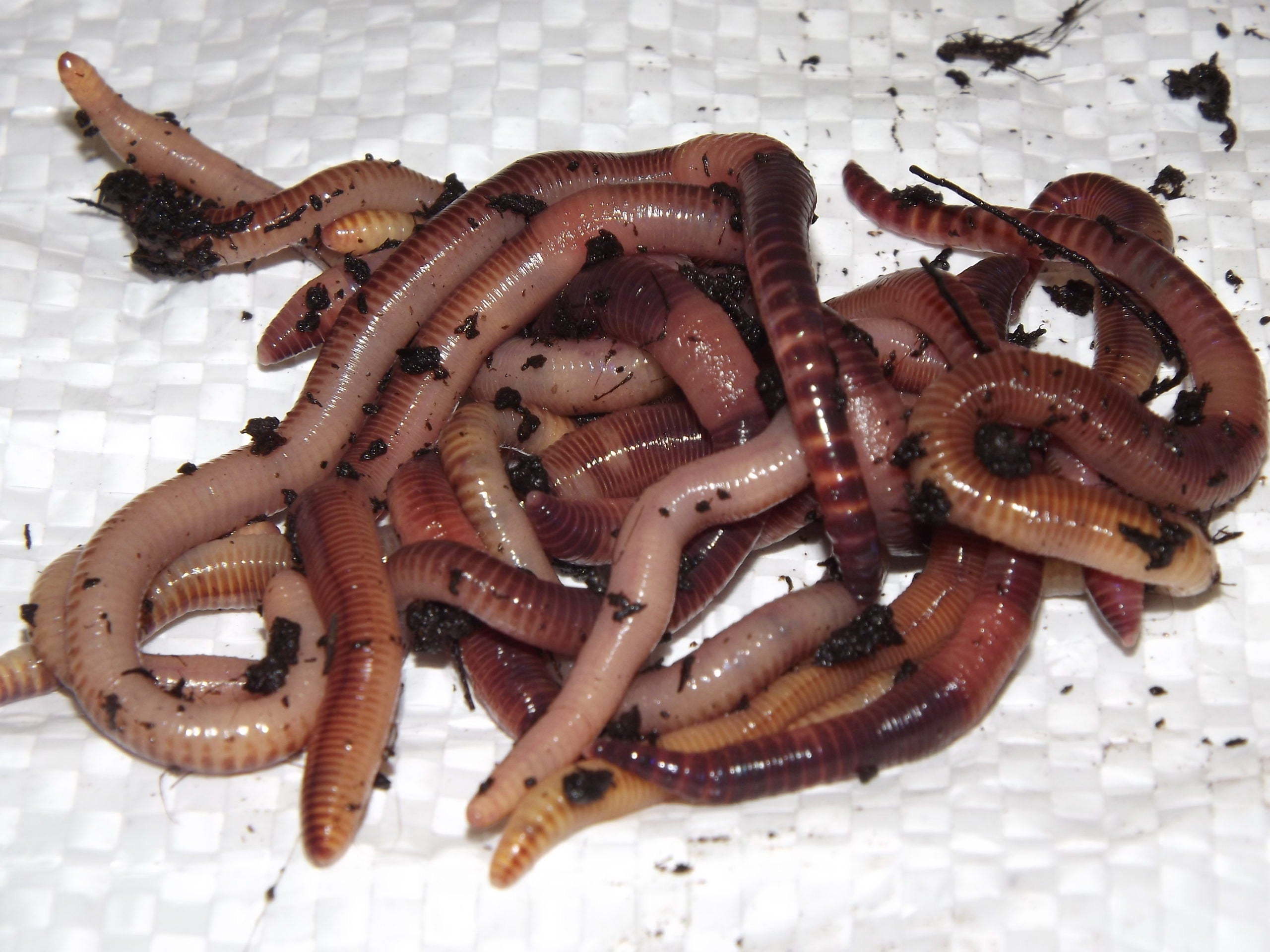Dendrobaena Worms