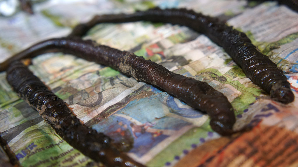 Lugworm